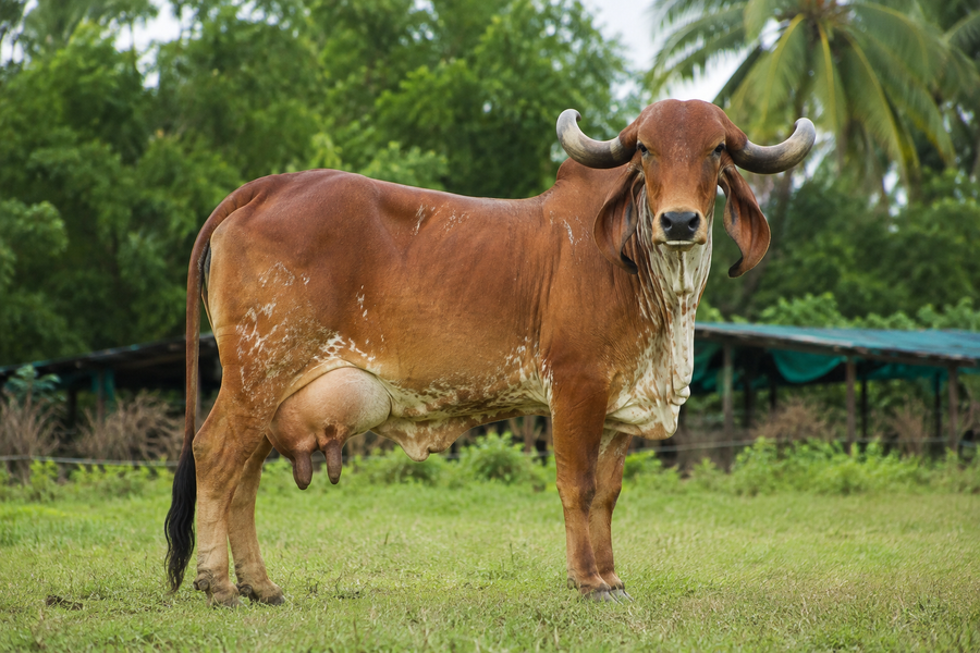 Indigenous Desi Cows, Never Confined